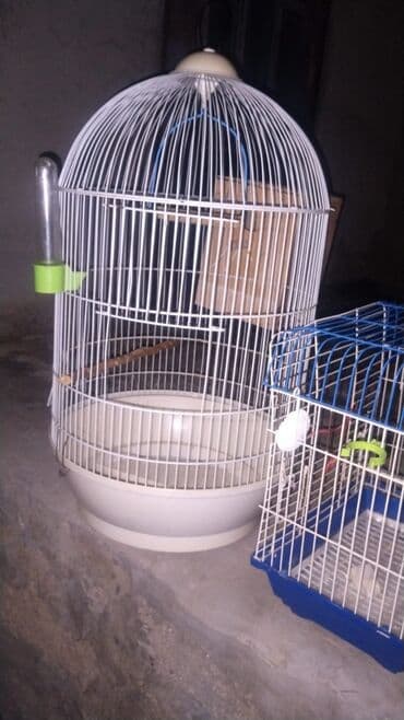 hazır ev layiheleri: Hazir erkey tam hazirdi dişini satmisam tək qalib 2 dəfe bala almisam — 4