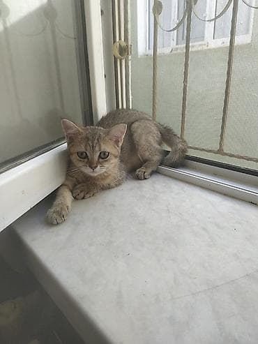 ev heyvanları: Şirin balaca pişik balaları - Növ: Ev pişiyi balaları - — 6