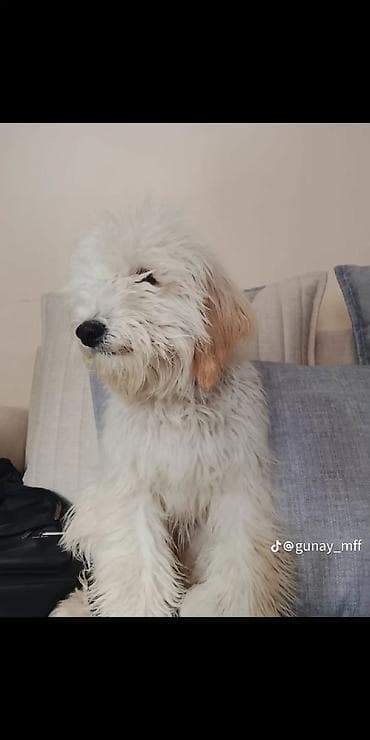 qax heyvan: 7 ay, Dişi, Peyvəndli, Ünvandan götürmə — 2