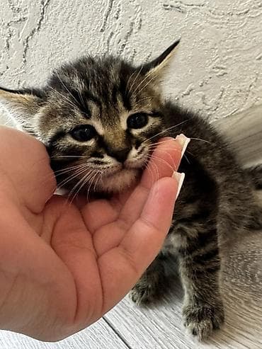 Tabbi, Yaxşı əllərə