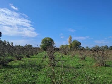 novxanıda həyət evləri: Kənd təsərrüfatı — 13