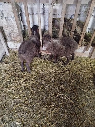 Gəmiricilər: Qoyun quzuları – 2 ədəd bir erkek bir disi - Növ: yerli qoyun/quzu - — 3