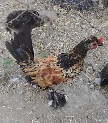 toyuq cuce satisi: Yapnkalar ayağı tüklü kəkilli — 2