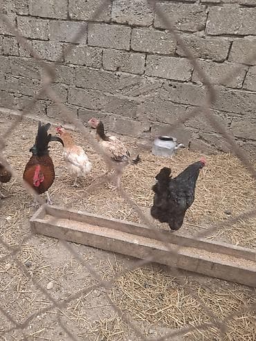 Куры: Heyratı fərə 15 aylıq — 2