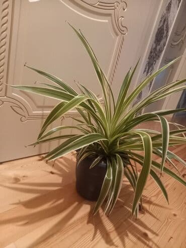 куплю комнатные растения: Gül6m — 2