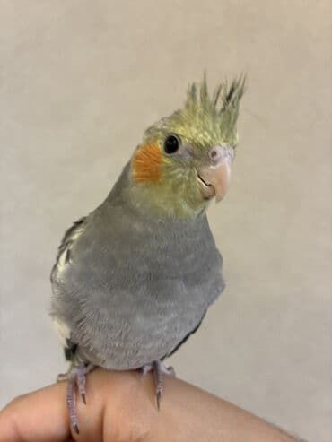 Audi: Teze yemə düşmüş korella balasıdır Ələ öyrətmək üçün əlveirşlidi Bala — 2