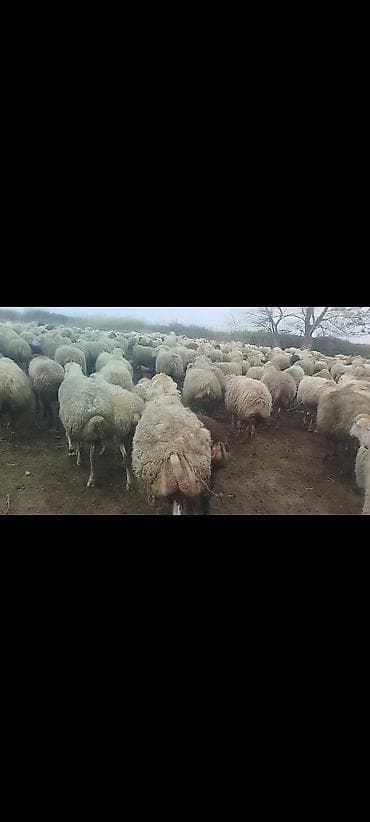 suda yaşayan heyvanlar haqqında məlumat: Dişi, il: 1, 50 kq, Damazlıq, Ünvandan götürmə — 9