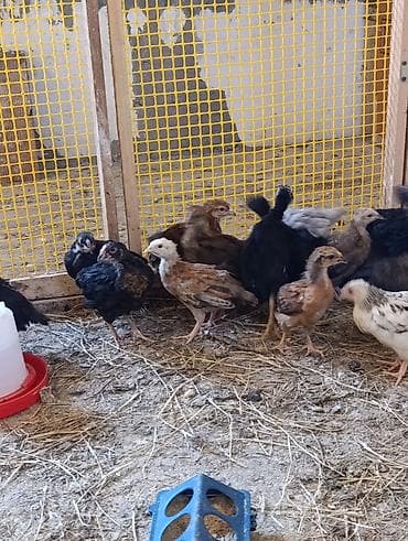 kənd cücəsi: 28 günlük cücələrdir. Təbii buğda,qarğıdalı, soya ilə yemlənmişdir. 2 — 2