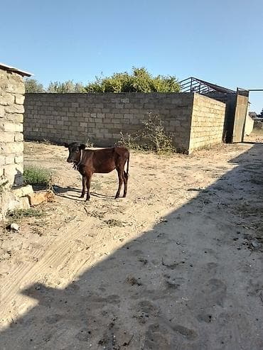 buzov adlari: Satılır: 5 ayliq dışı anqus . - Cins: yerli qarışıq (qara-qəhvəyi — 1
