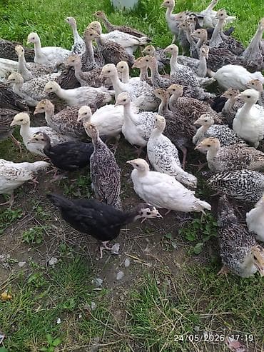 keci satisi: 40 günlik hunduşka balasi satilir 50 dene secib goture biler 22 manata — 5