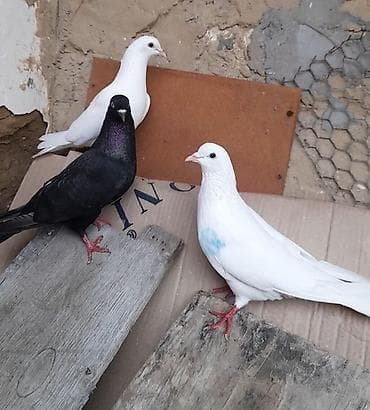 takla goyercin: 3 cu 20 manat 3 de erkeydi 12 12 13 tukduler tutulmadi — 6