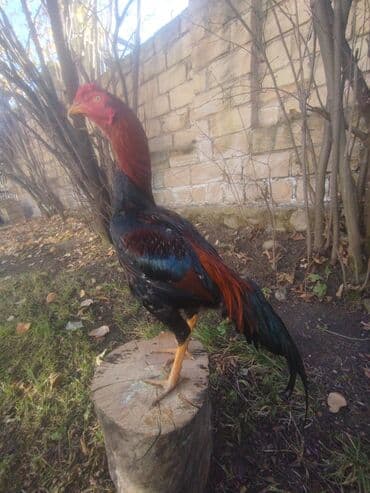 K/t heyvanları üçün mallar: 15 aprel yeni ayılib atlanmayıb barter yoxdur tergidirem deye ucuz — 3