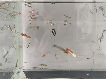 akvarium baligi: 200 eded quppi balıqlar hamısı 68manata real alıcıya endirim olacak — 7