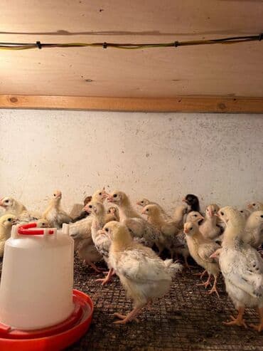 Akvariumlar: 20 Günlük Serebirst Cuculerdi Ətlik Və Yumurtalıq Buyurun Sifarişinizi — 3