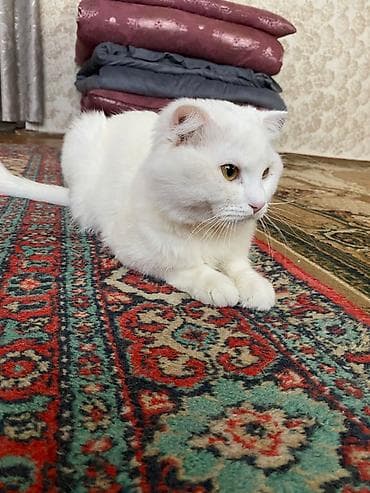 qiz pisik adlari: Yaxşı əllərə — 4