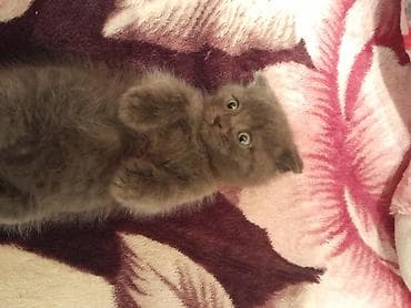 britanski pisik: Britan — 2