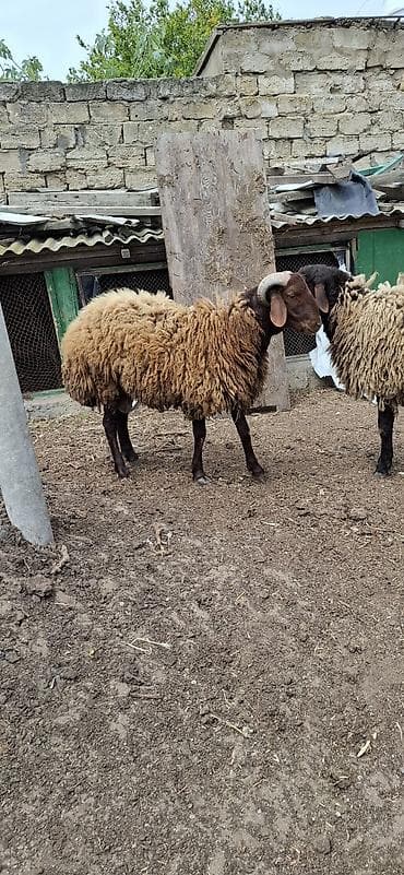 Salam 1 yasi teze olub Qala toglusudu buynuzlu iri heyvandi. Damazliga — 2