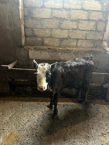 доильный аппарат для коров купить: Cins: qarışıq (qara-bəyaz rəngli) Növ: dana (erkək ola bilər – alın — 1
