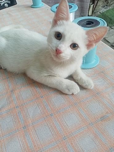 Ağ rəngli balaca pişik - Tam ağ tüklü, zərif və yumşaq kürk - Böyük lalafo.az -da Ağ rəngli balaca pişik - Tam ağ tüklü, zərif və yumşaq kürk - Böyük