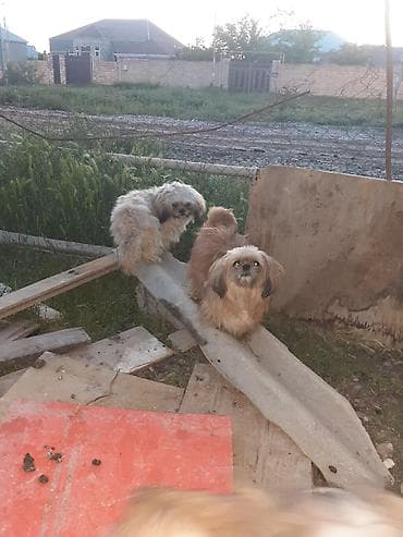pulsuz it sahiblənmək: Pekines, 8 ay, Erkek, Ödənişli çatdırılma — 6
