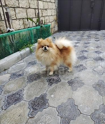 kanqal balasi satilir: Şpitz, 3 il, Erkek, Cütləşmə üçün — 5
