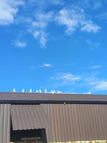 Ağ göyərçinlər – dekorativ və uçuş üçün - Rəng: tam ağ - Növ: ev