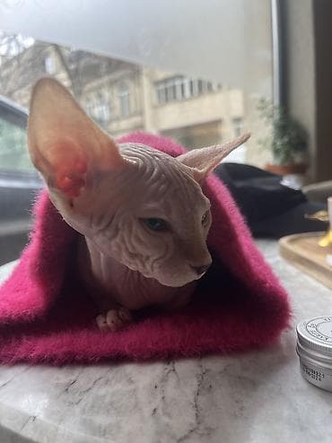 pisi: Sfinks, Yaxşı əllərə — 2