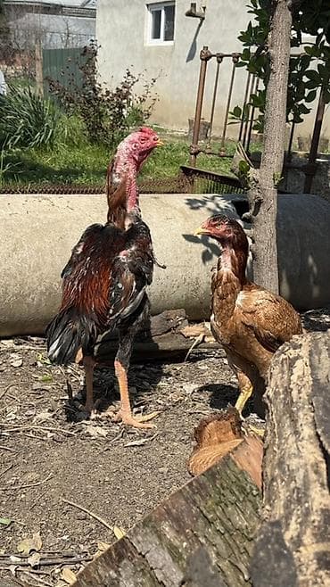 ucuz ev iti: Məhsul: Uzunboyun, sərt bədən quruluşlu erkək heyratı — 2