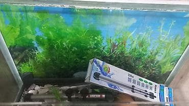 deniz qurdu satisi: Dördbucaq akvarium, Boş, 135 l, Ünvandan götürmə — 3