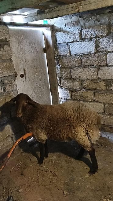 toğlu: Salam saglam heyvandi damazliq ve etlik ucun eladi 11 ayliq sort — 4