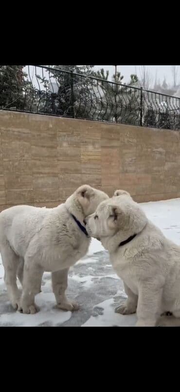 алабай в добрые руки: Алабай — 6