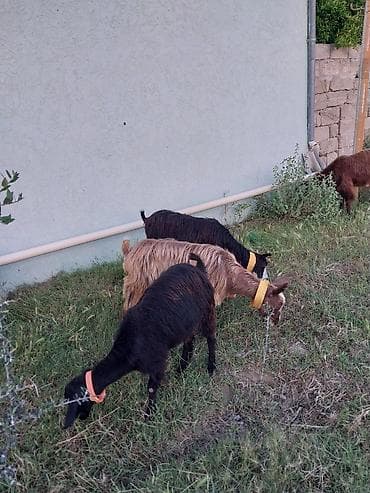 qara mal: Super Hələb keçisi ! 2 si birinci qarına doğub 2 sidə 3 qarına doğub — 6