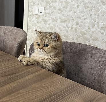 golden retriver it: Britan, Dişi, Yaxşı əllərə, Ünvandan götürmə — 2