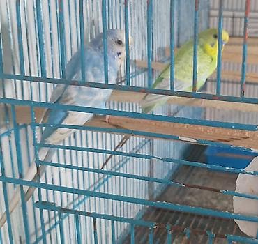 kreditle heyvan satisi: Hazir cüt tutuqusular satilir cütü qiymeti 30 m — 2