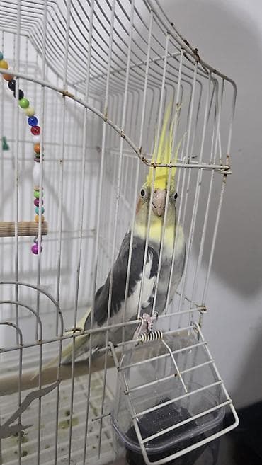 Попугаи: Korella papuqayı satılır. Erkek papuqaydir, qefes ve diger — 2