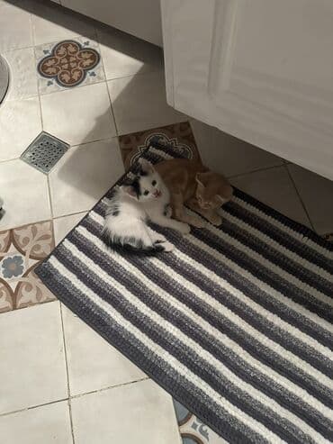 где можно купить котенка: Yaxşı əllərə — 5