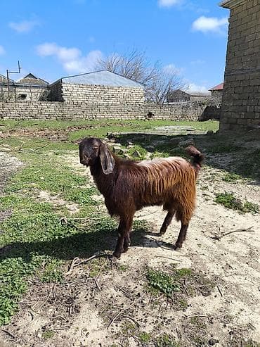 keci: Təmiz orginal hələb Təkəsi 1 illiydi real alıcılar əlaqə saxlasın boş — 2