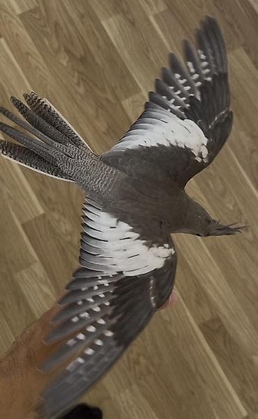 cex quşlar: Sultan papuqayı (cockatiel) təqdim olunur. Şəkillərdə boz rəng — 2
