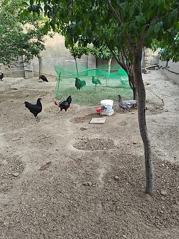 6 ayliq xoruz dur 3 klo.yarim eti.var unvan Bileceri