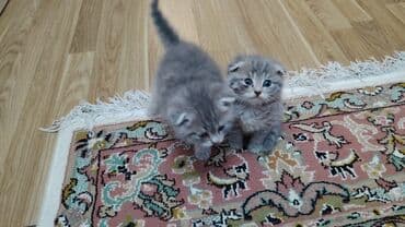 uzun qulaqlar: Şotland yastı qulaq — 1