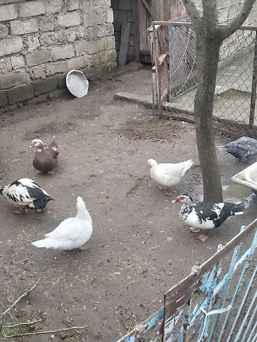 ruan ördək: Məhsul: Misk ördəkləri (hind ördəyı) 5 disi 1 erkey cavandilar — 4