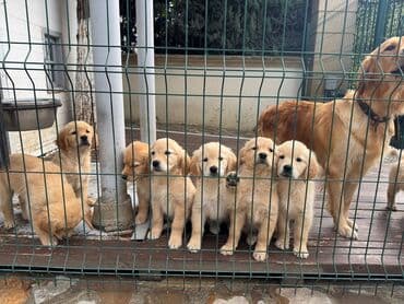 золотистый ретривер цена: Retriever — 5