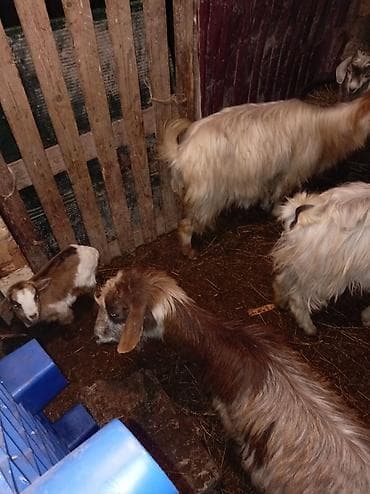 Pişiklər: Məhsul: Qoyun-keçi təsərrüfatından müxtəlif yaşda və cinsdə keçilər — 4