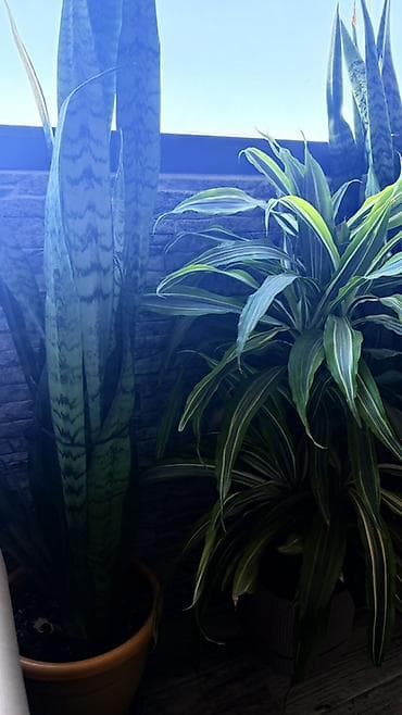 pul getiren guller: Böyük ölçülü otaq bitkiləri dəsti 1ededi 40 manatdi - Növ: Dracaena — 3