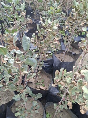 zeytun satisi: Püstə ağacı və yaxud antep fısdığı fisdəşka adlandırılır olduğca nadir — 6