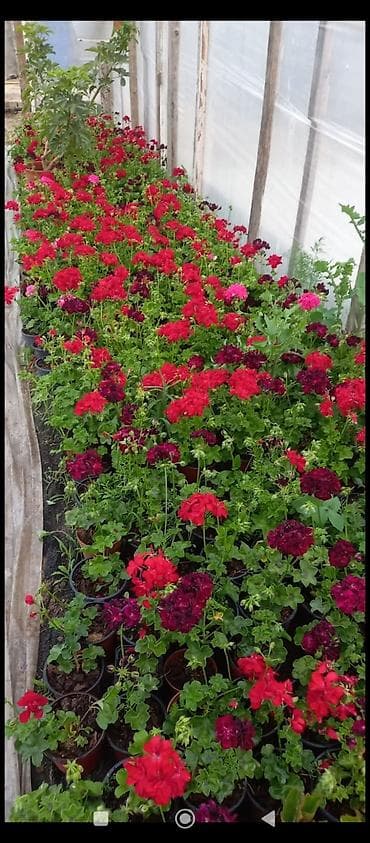 qirmizi kala gulu: Məhsul: Sardunya (Pelargonium) saksı gülləri Təsvir: - İsti, canlı — 5