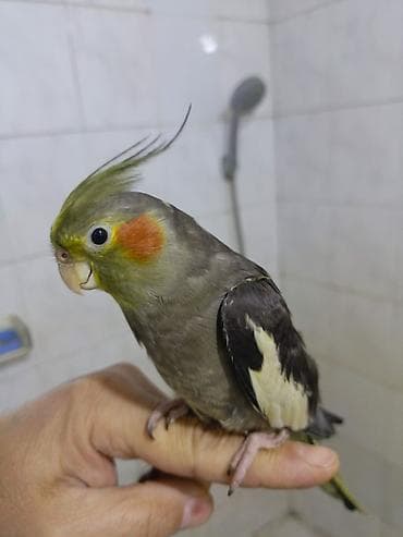 İtlər: Başlıq: 🌟 TAM ƏL QUŞU – Mehriban və Dişləməyən Dişi Korella ​Təsvir — 2