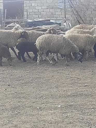 balaca ag itler: Salam 10 ana 10 bala balalar 2 aylıqdı analarda bordag heyvanlardı — 5