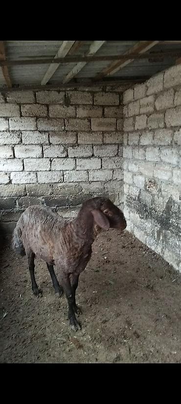 mal qara: Salam qardaşlar temiz qan damazlıq Erkey toğlu satılır 1 yaşı var — 2