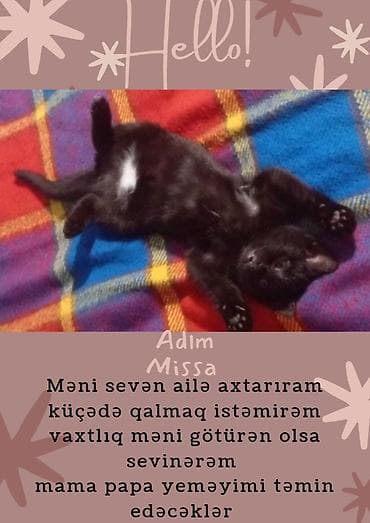 Pişiklər: Yaxşı əllərə — 1